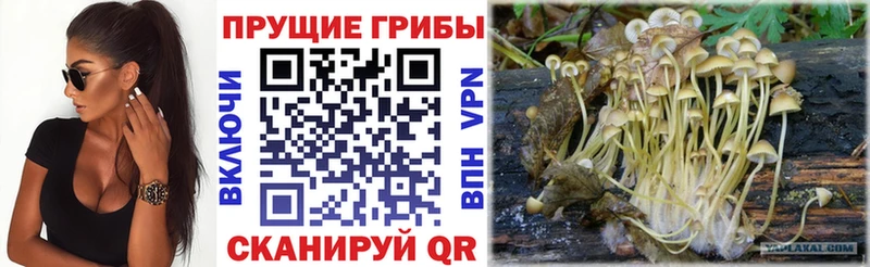 Псилоцибиновые грибы прущие грибы  Севастополь 